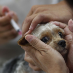 Как сделать прививку животному в домашних условиях