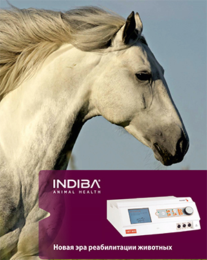 Indiba Vet 905 - новая эра реабилитации лошадей