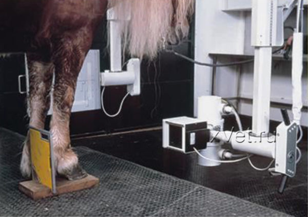Sedecal Vet SS - рентгеновский снимок лошади